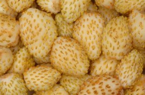 Земляника Белая сорта. Земляника с белыми ягодами: пять самых лучших сортов