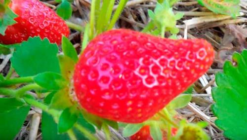 Необычные сорта клубники. Лучшие сорта клубники с фотографиями и описание