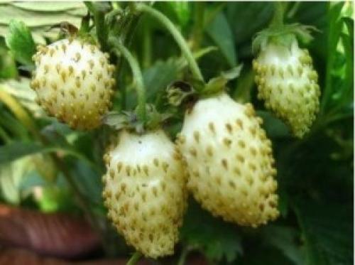 Земляника Белая сорта. Земляника с белыми ягодами: пять самых лучших сортов