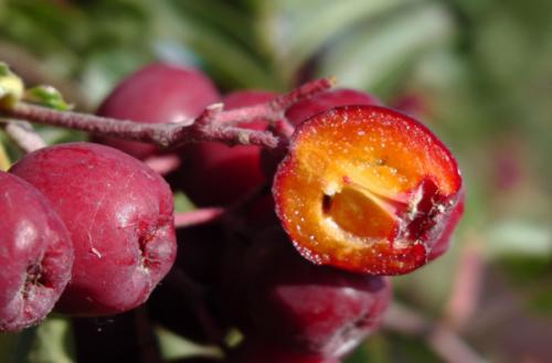 Рябина гранатная размножение. Рябина Гранатная. Описание сорта, фото, отзывы