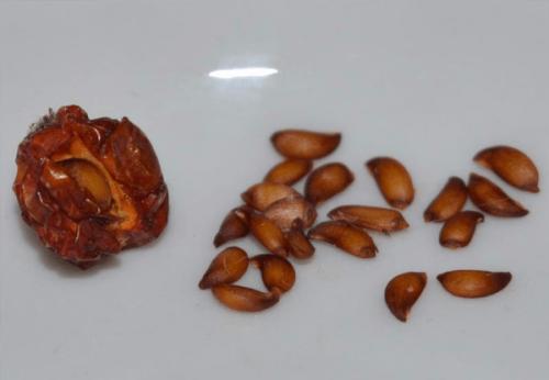 Рябина гранатная размножение. Рябина Гранатная. Описание сорта, фото, отзывы