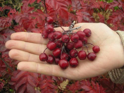 Рябина гранатная размножение. Рябина Гранатная. Описание сорта, фото, отзывы