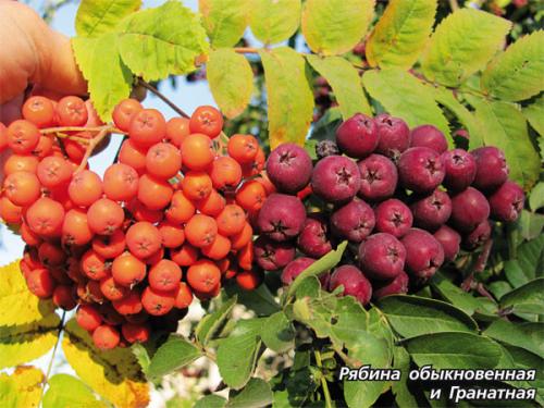 Рябина гранатная размножение. Рябина Гранатная. Описание сорта, фото, отзывы