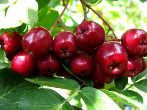 Рябина гранатная размножение. Рябина Гранатная. Описание сорта, фото, отзывы