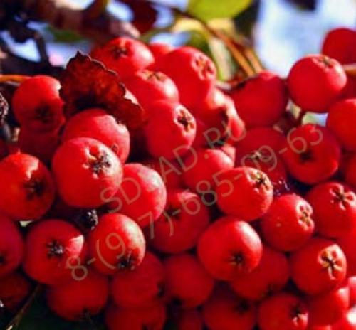 Рябина сказочная. Рябина