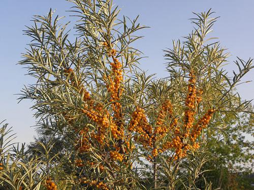 Самый крупный сорт облепихи. 17 лучших сортов облепихи