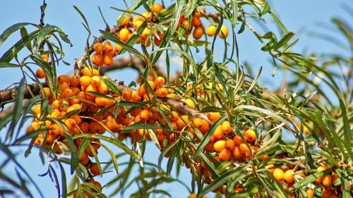 Мужские сорта облепихи. Виды и сорта облепихи