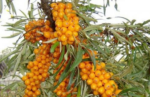 Самый крупный сорт облепихи. 17 лучших сортов облепихи