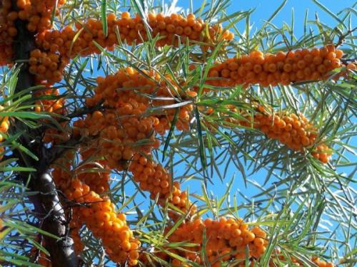 Самый крупный сорт облепихи. 17 лучших сортов облепихи