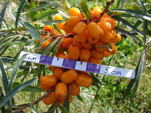 Самый крупный сорт облепихи. 17 лучших сортов облепихи