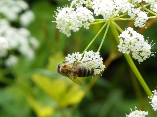 Дягилевый мед из чего. Дягилевый мед – полезные свойства и проверенные рецепты