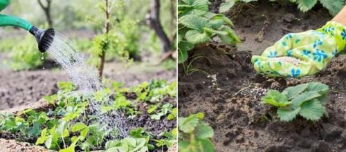 Можно ли пересаживать клубнику в марте. Как и когда пересаживать ремонтантную клубнику весной