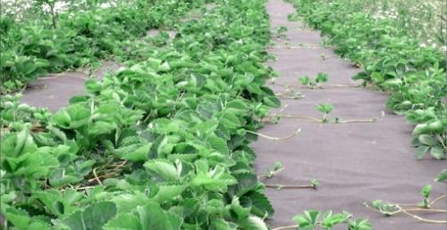 Можно ли пересаживать клубнику в марте. Как и когда пересаживать ремонтантную клубнику весной