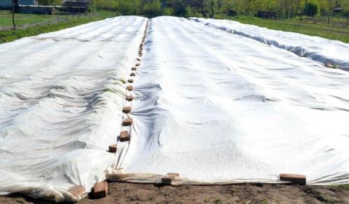 Можно ли пересаживать клубнику в марте. Как и когда пересаживать ремонтантную клубнику весной