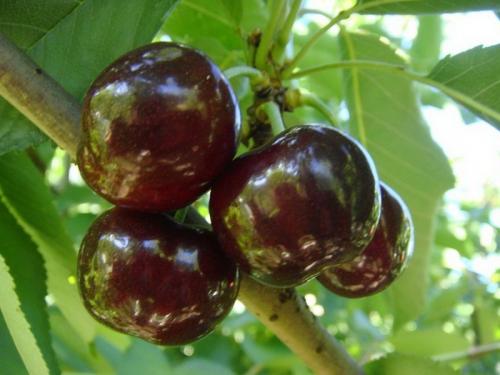 Вишня виды и сорта.