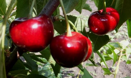 Ранние сорта черешни. Сорта черешни: описание и фото