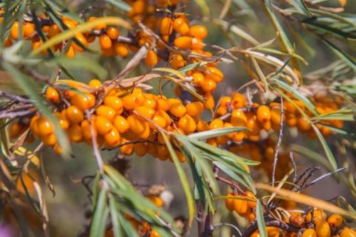 Сорт облепихи Алтайская. Описание сорта облепихи Алтайская