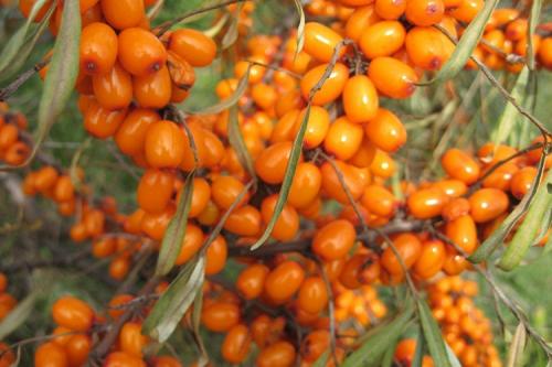 Сорт облепихи Алтайская. Описание сорта облепихи Алтайская