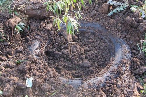 Сорт облепихи Алтайская. Описание сорта облепихи Алтайская