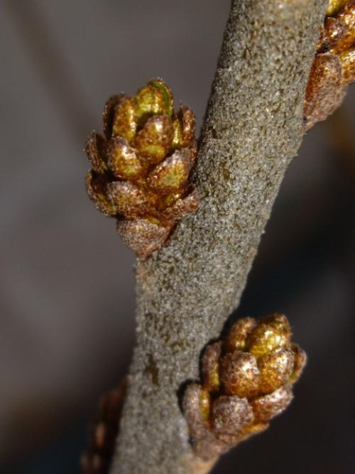 Сорта облепихи самоплодной. Особенности опыления