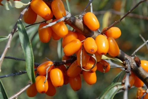 Сорт облепихи Алтайская. Описание сорта облепихи Алтайская