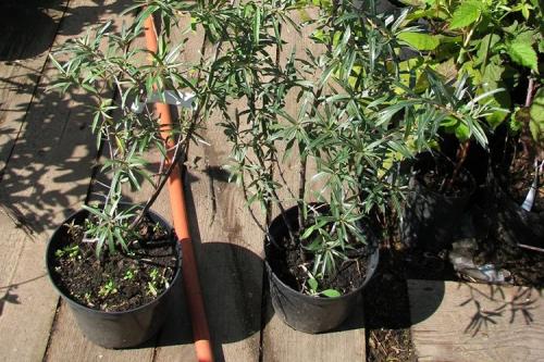 Сорт облепихи Алтайская. Описание сорта облепихи Алтайская