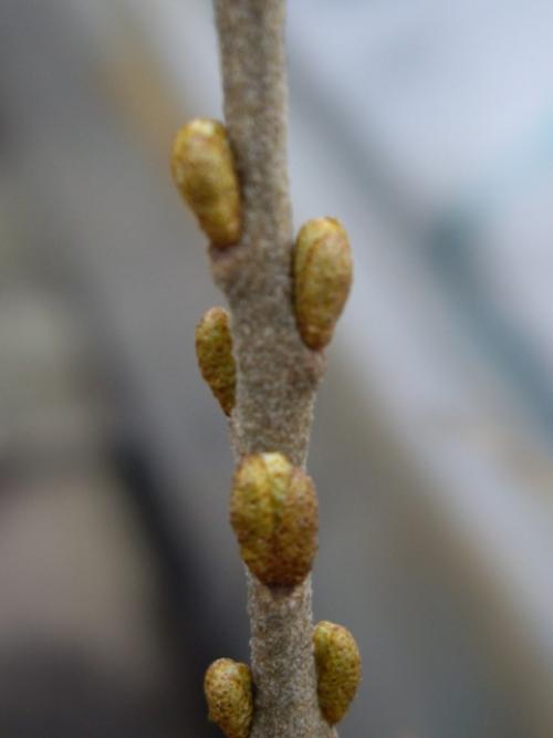 Сорта облепихи самоплодной. Особенности опыления