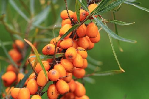 Сорт облепихи Алтайская. Описание сорта облепихи Алтайская