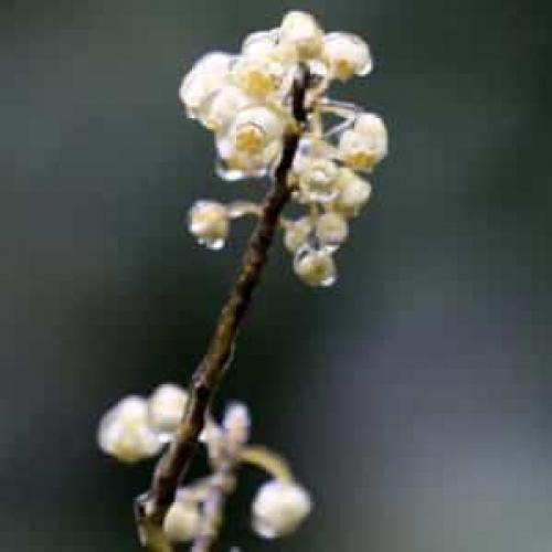 Какие есть противопоказания к употреблению острых семян черного перца. Как растет черный перец, его польза и вред, сферы применения