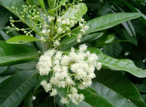 Как посадить черный перец горошком дома. Что мы знаем о любимой приправе 09