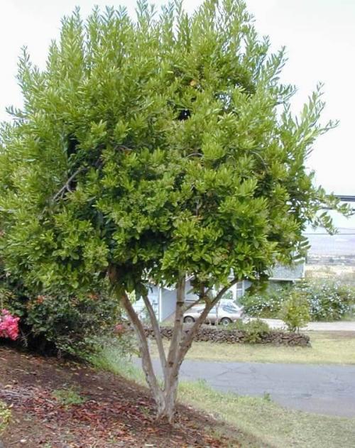 Как посадить черный перец горошком дома. Что мы знаем о любимой приправе 10