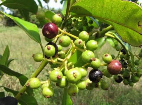 Как посадить черный перец горошком дома. Что мы знаем о любимой приправе 08