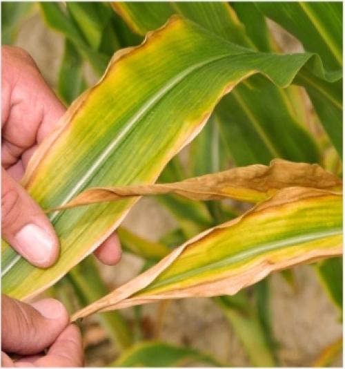 Двенадцать признаков нехватки магния. 12 серьезных предупреждающих знаков о низком уровне магния в организме 03 Двенадцать признаков нехватки магния. 12 серьезных предупреждающих знаков о низком уровне магния в организме 03