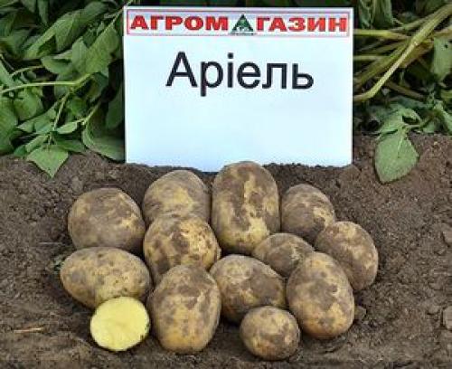 Супер ранние сорта картофеля. Ранние сорта картофеля – обзор