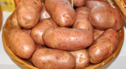 7 супер ранних и вкусных сортов картофеля. Особенности суперранних сортов картофеля 03 7 супер ранних и вкусных сортов картофеля. Особенности суперранних сортов картофеля 03