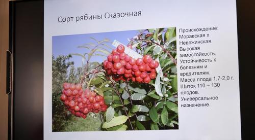 Рябина коньячная сорт. Популярные сорта сладкоплодной рябины 05