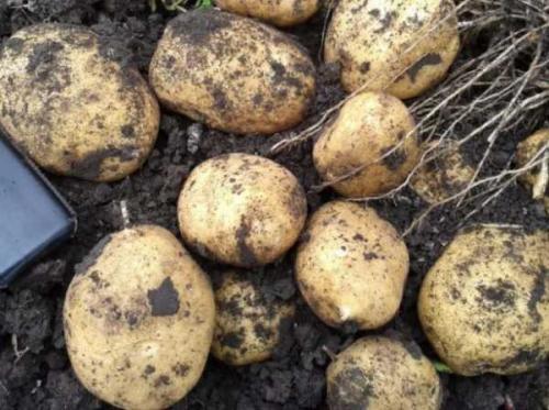 Новые сорта картофеля для средней полосы. Характеристика картофеля 05