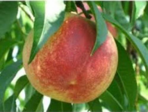 Персик дециус описание сорта. Описание групп персика 02 Персик дециус описание сорта. Описание групп персика 02