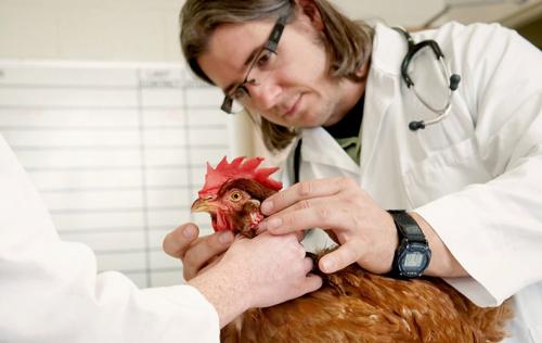 Нифулин аналоги. Общая информация