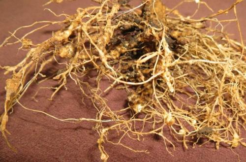 Клубника: пересадка на старое место – возможно или нет 01 Клубника: пересадка на старое место – возможно или нет 01