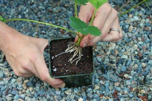 Клубника: пересадка на старое место – возможно или нет 04 Клубника: пересадка на старое место – возможно или нет 04