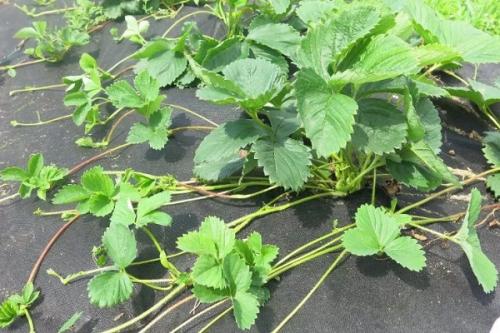 Как обеспечить оптимальные условия для роста клубники после пересадки на старое место. Для чего нужно