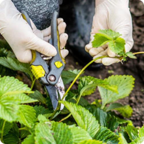 Как правильно готовить клубницу к пересадке на старое место. КАКИЕ РАБОТЫ НУЖНО ПРОВЕСТИ НА СТАРЫХ КЛУБНИЧНЫХ ГРЯДКАХ В АВГУСТЕ – СЕНТЯБРЕ