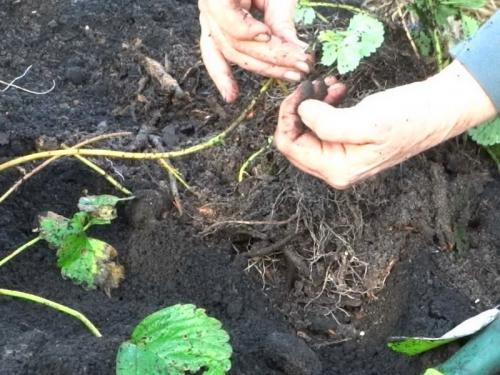 Клубника: пересадка на старое место – возможно или нет 03 Клубника: пересадка на старое место – возможно или нет 03