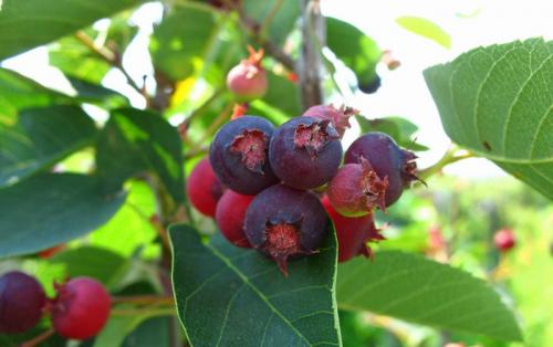 Ирга полезные свойства и противопоказания. Ягода ирга: полезные свойства и что можно из нее готовить 09