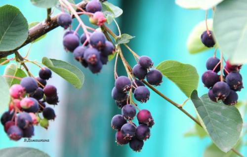 Ирга полезные свойства и противопоказания. Ягода ирга: полезные свойства и что можно из нее готовить 08