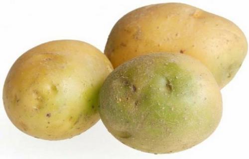 Зеленый картофель опасен для здоровья. Насколько ядовит позеленевший картофель, или отравление соланином