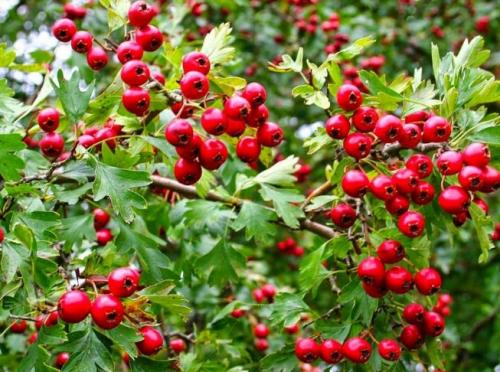 Боярышник декоративный. Уход за декоративными боярышниками