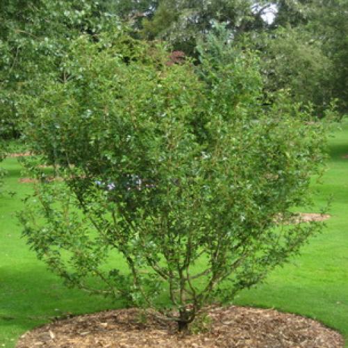 Выращивание боярышника на даче и уход за кустарником. Процесс выращивания 16 Выращивание боярышника на даче и уход за кустарником. Процесс выращивания 16