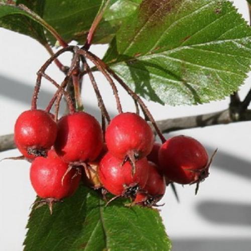 Выращивание боярышника на даче и уход за кустарником. Процесс выращивания 21 Выращивание боярышника на даче и уход за кустарником. Процесс выращивания 21